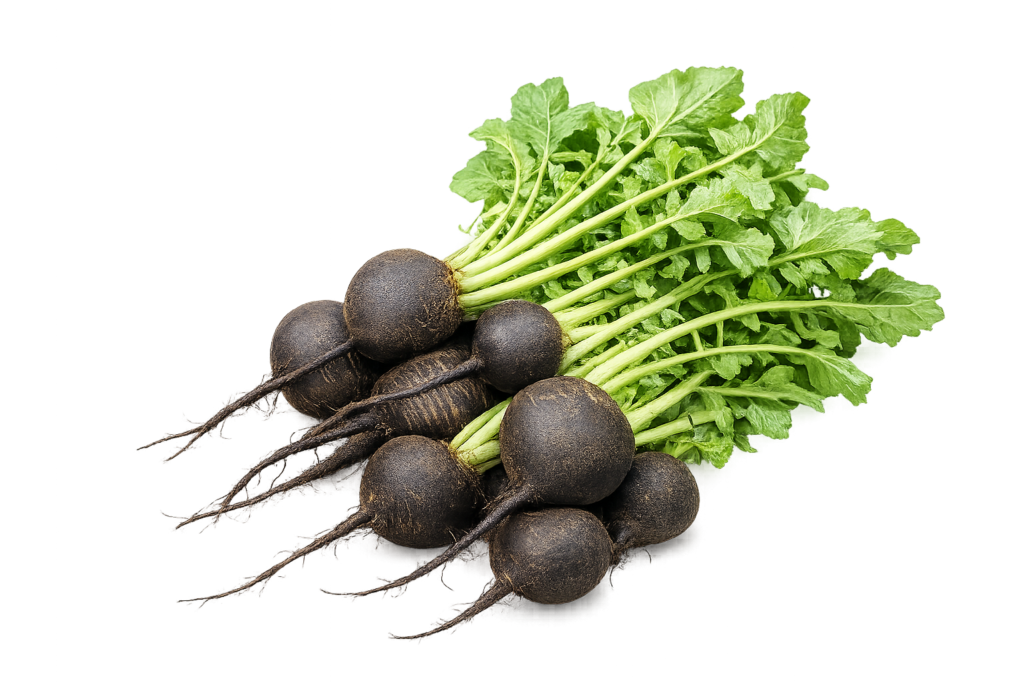 Black Radish 30+ Seeds
