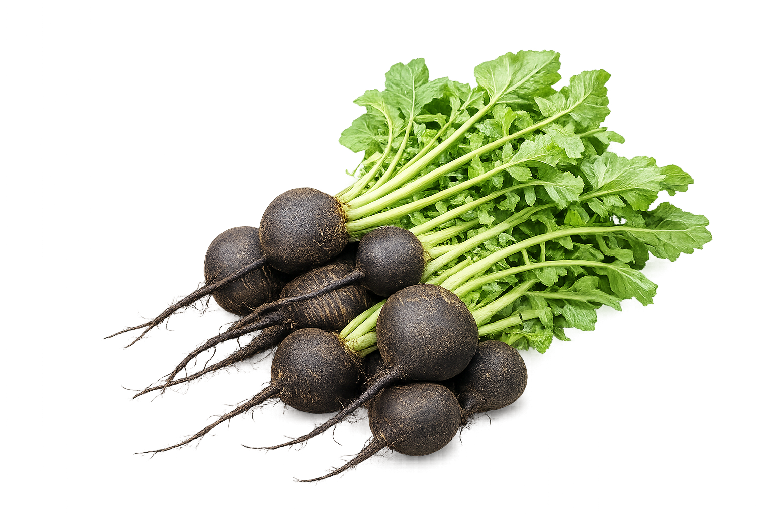 Black Radish 30+ Seeds
