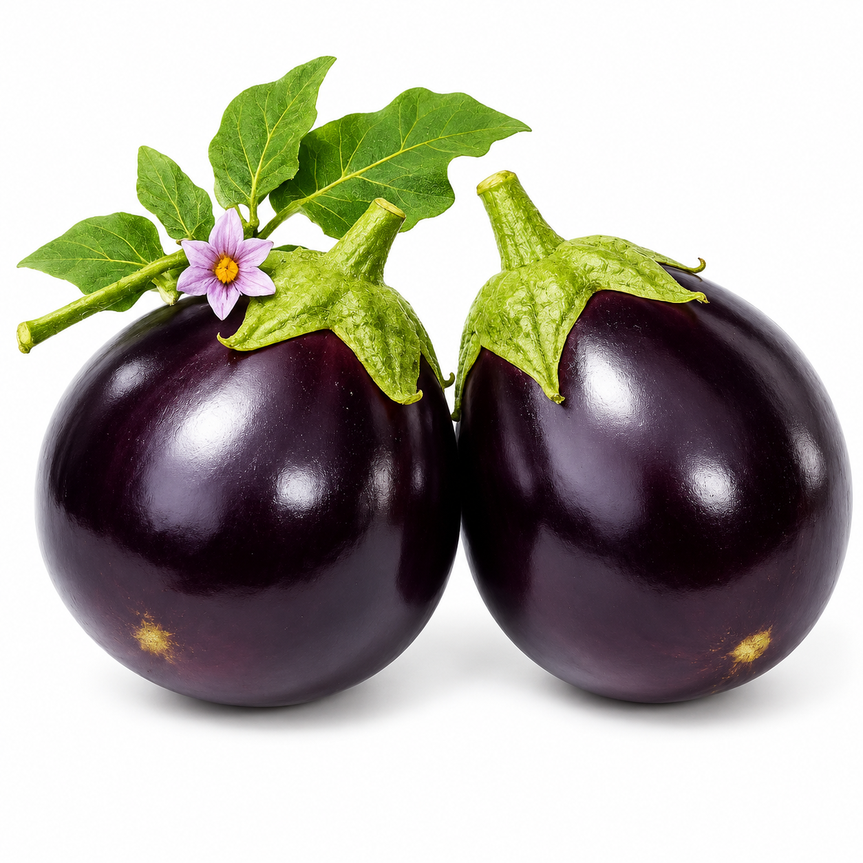 F1 Hybrid Round Brinjal (گول بینگن) 20 seeds