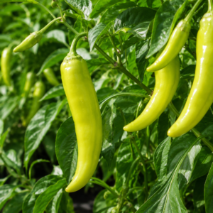 Green Banana Peppers 10+ Seeds