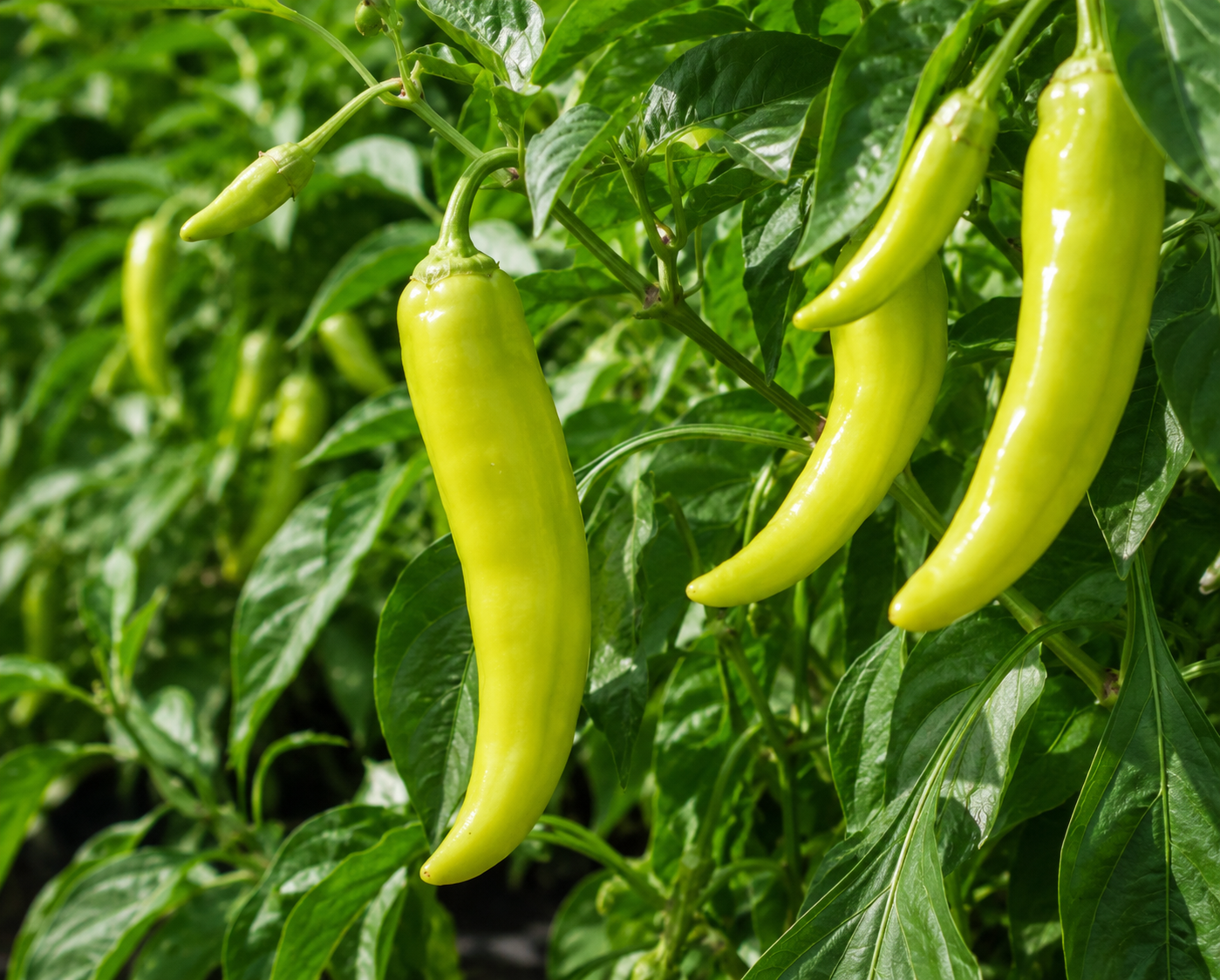 Green Banana Peppers 10+ Seeds