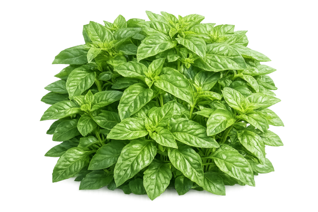 Large Leave Sweet Basil 30+ Seeds
