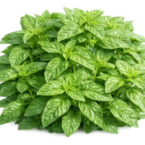 Large Leave Sweet Basil 30+ Seeds