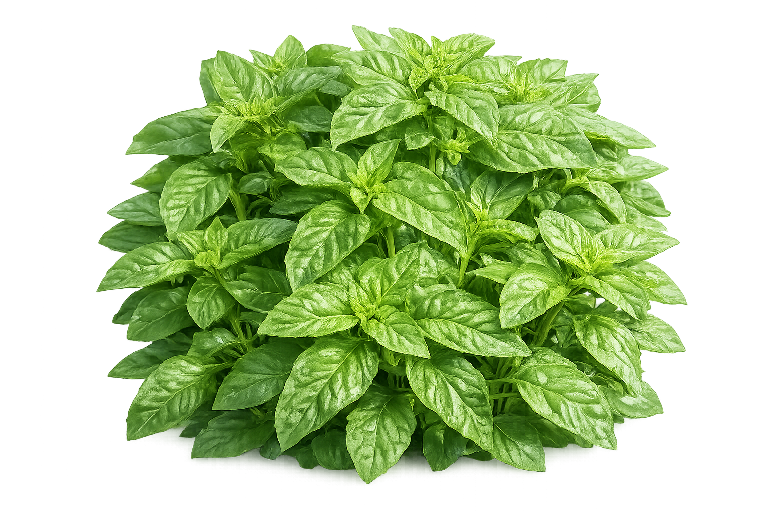 Large Leave Sweet Basil 30+ Seeds