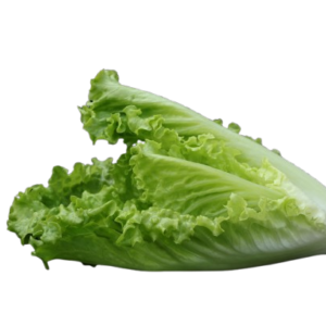 Leafy Lettuce (سلاد پتہ) 100+ Seeds