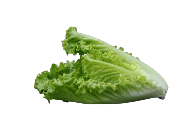 Leafy Lettuce (سلاد پتہ) 100+ Seeds