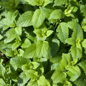 Lemon Balm 50+ Seeds