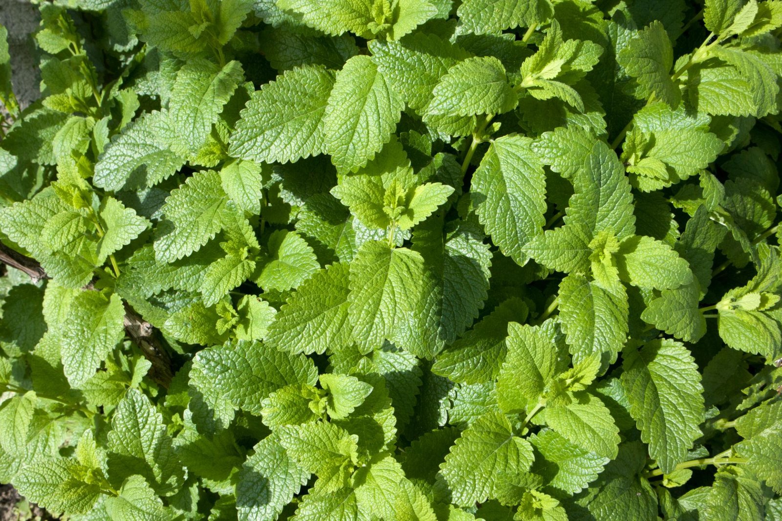 Lemon Balm 50+ Seeds