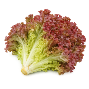 Red Lettuce (لال سلاد) 50+ Seeds