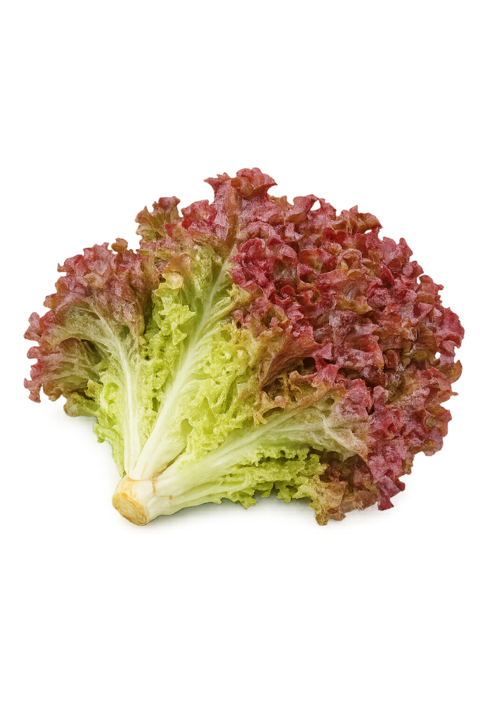 Red Lettuce (لال سلاد) 50+ Seeds