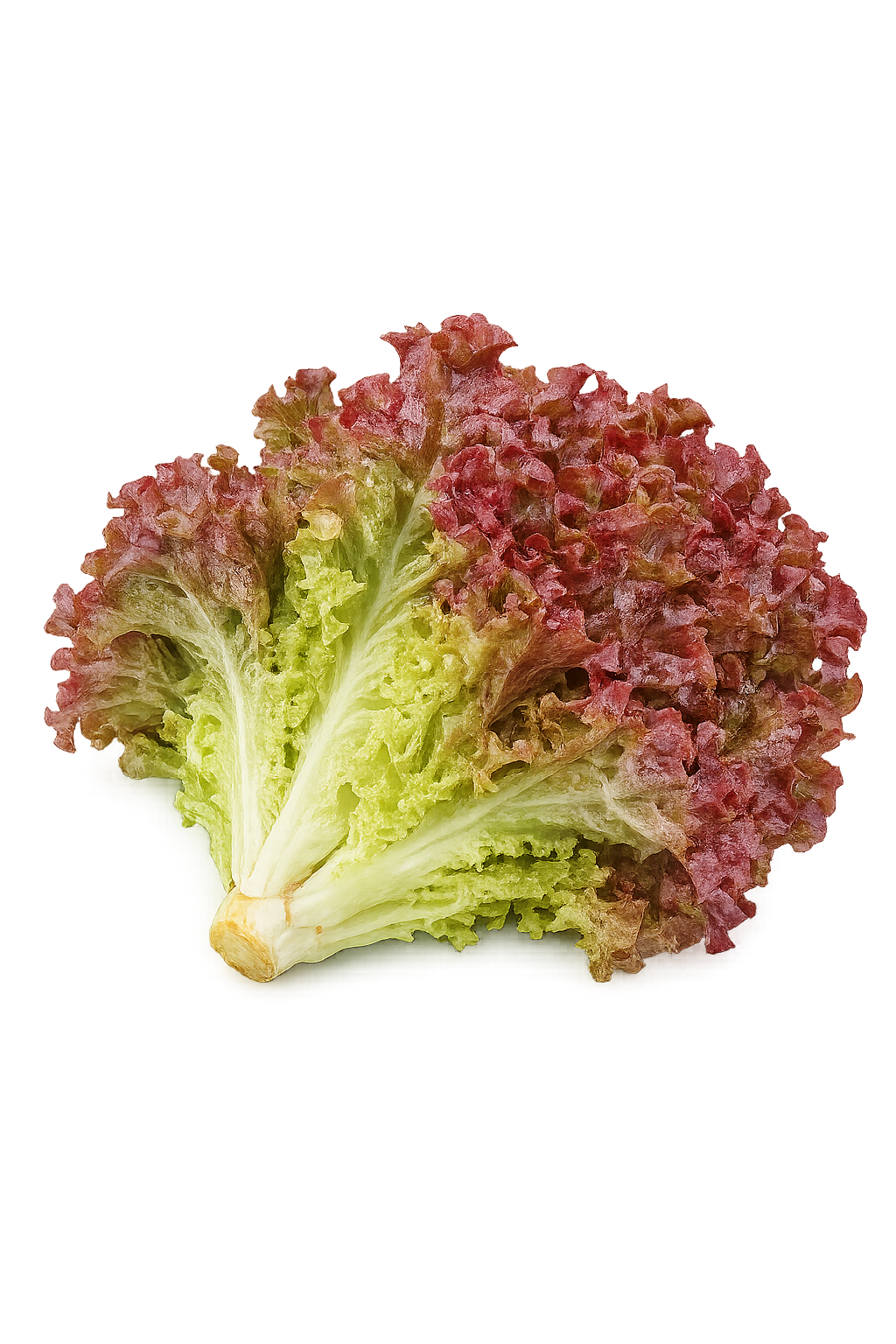 Red Lettuce (لال سلاد) 50+ Seeds