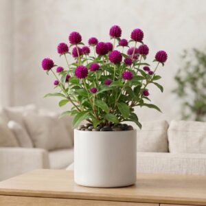 Gomphrena Globosa – گل مخمل (Gul-e-Makhmal) (Approx. 350+ Seeds)