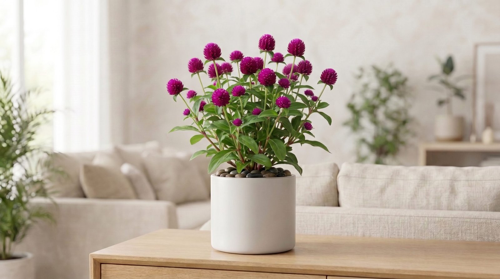 Gomphrena Globosa – گل مخمل (Gul-e-Makhmal) (Approx. 350+ Seeds)