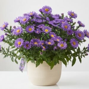 Aster – ستارہ پھول (Approx. 260+ Seeds)