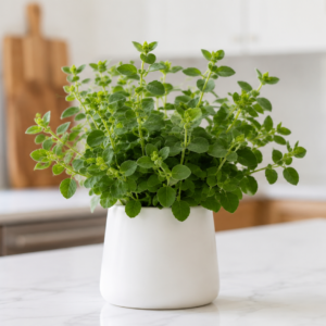 Oregano – اوریگانو (Approx. 1000+ Seeds)
