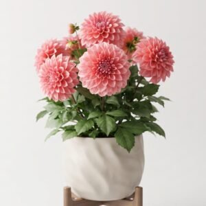 Dahlia (Approx. 90+ Seeds)