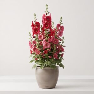 Hollyhock – گل خیرو (Gul Khairu) (Approx. 85+ Seeds)