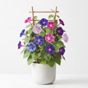 Ipomoea (Morning Glory vine) – نیلوفر بیل (Nilofar Bail) (Approx. 15+ Seeds)