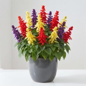 Salvia (Sage Flower) – سالویا (Approx. 180+ Seeds)